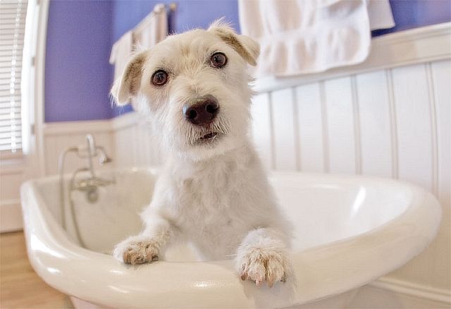 千歳船橋あむ動物病院 犬トリミング